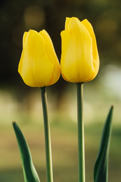 黄色郁金香花